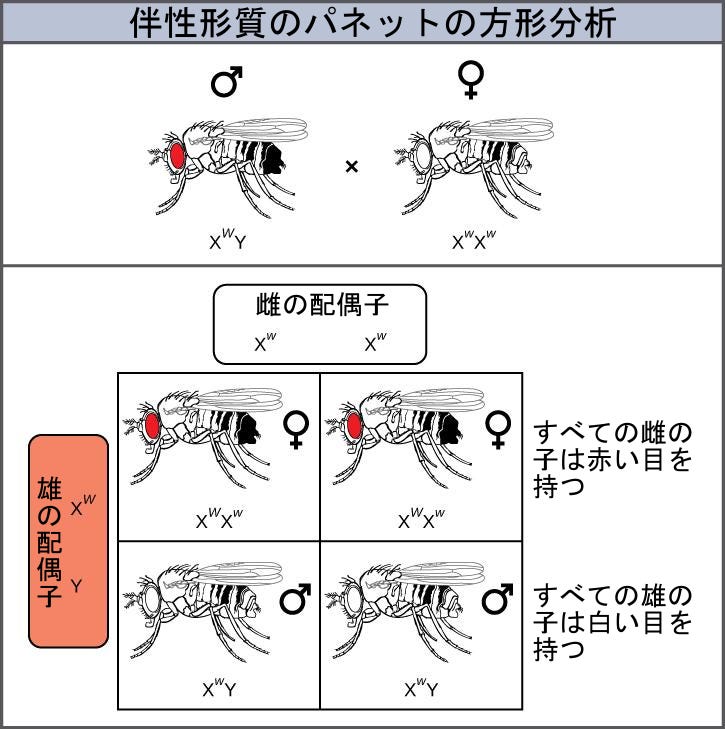 生物学 第2版 — 第12章 メンデルの実験と遺伝 —. Japanese translation