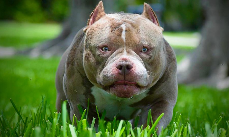I bred the first ever XL Bully dog people say I created a monster – but  that's not the truth