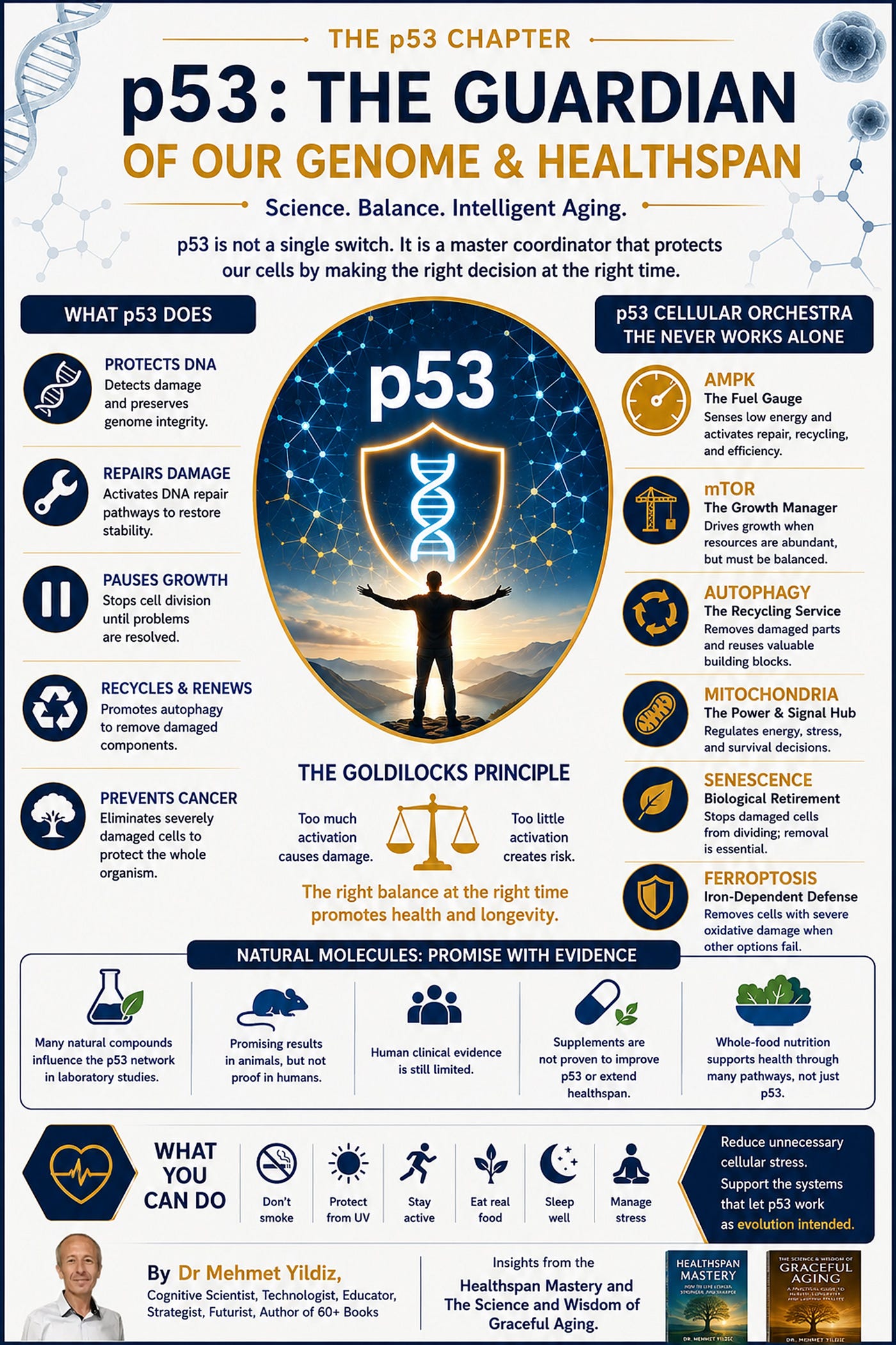 How p53 Protects Us Throughout the Lifespan: The Core Intelligence of Healthy Aging at a Genetic…