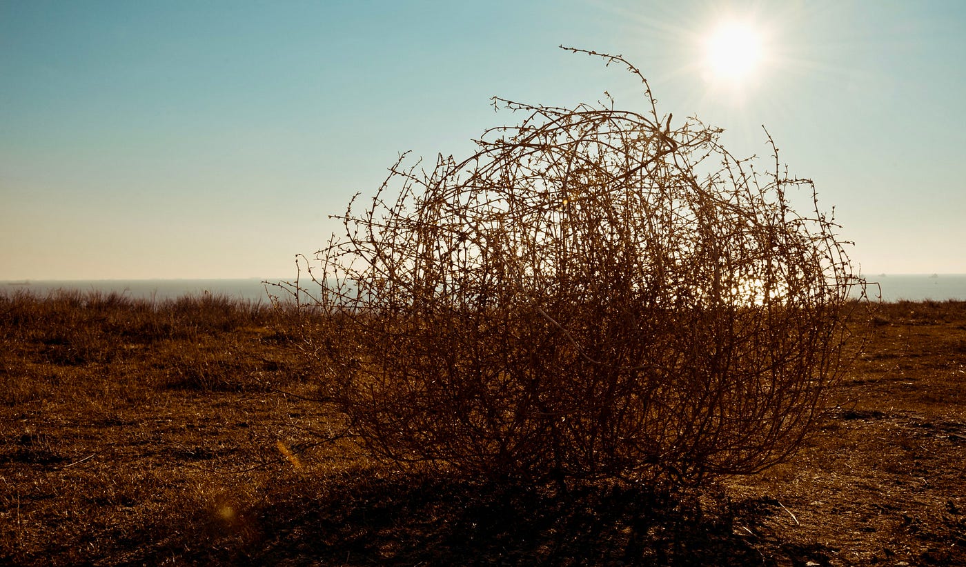 From Desert Oddity to Western Icon: The Journey of Tumbleweeds in Movies  and the Wild West, by Weal