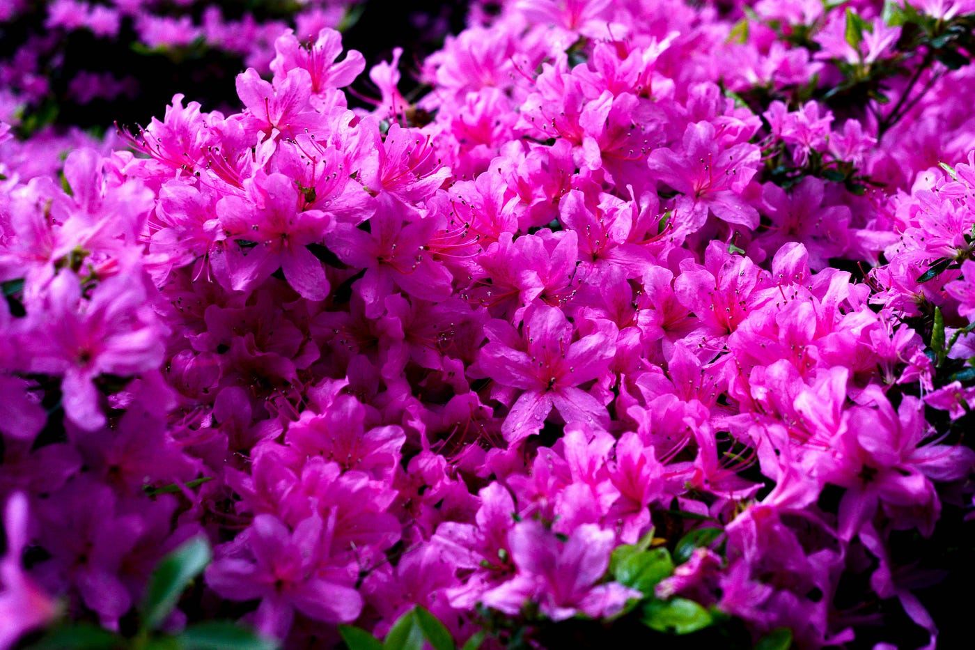 Foto di Alexandra Georgieva: https://www.pexels.com/it-it/foto/fiori-fiore-flora-azalea-11999964/
