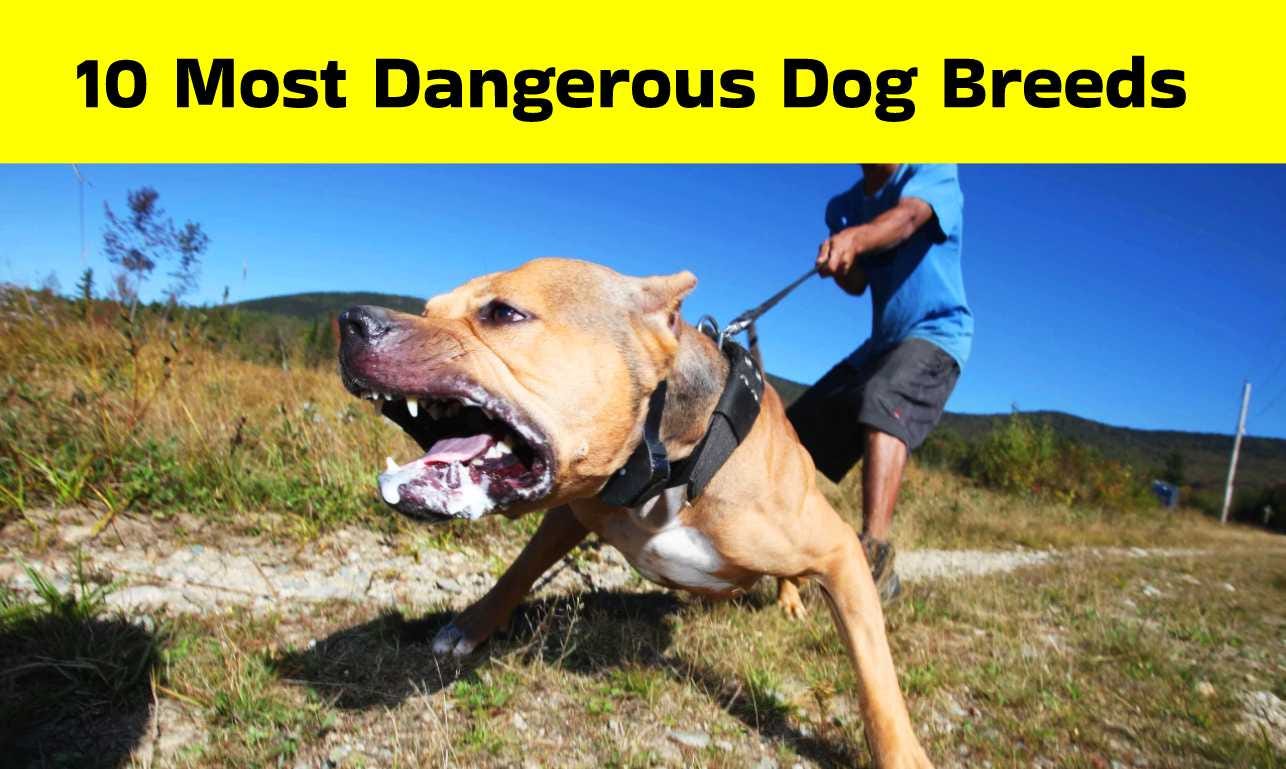 most dangerous dogs