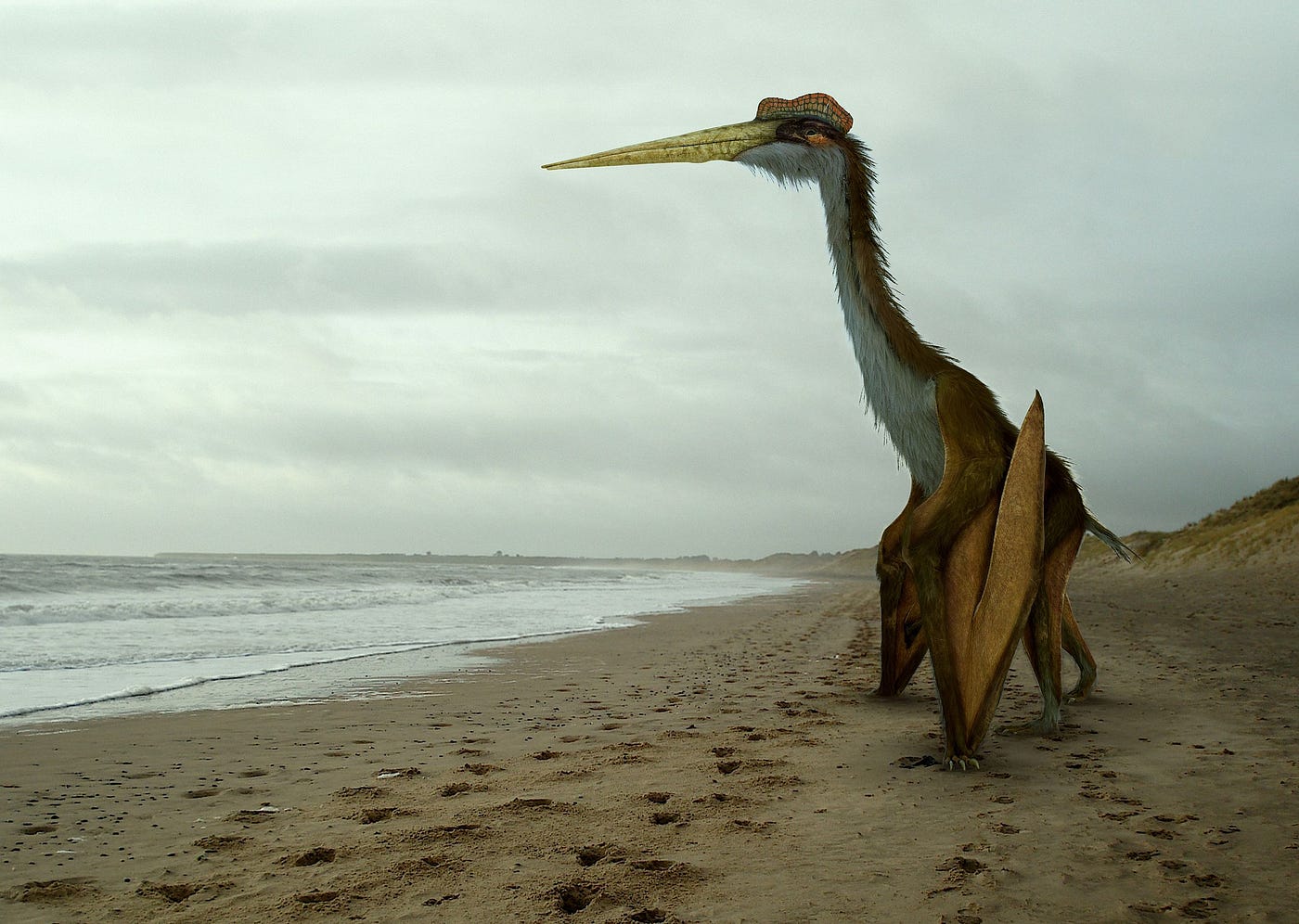 Tricky take-offs may have limited pterodactyl size - The