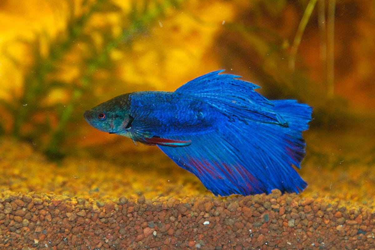 Recognizing and Remedying an Overfed Betta Fish: A Comprehensive Guide, by  Betta Buddy