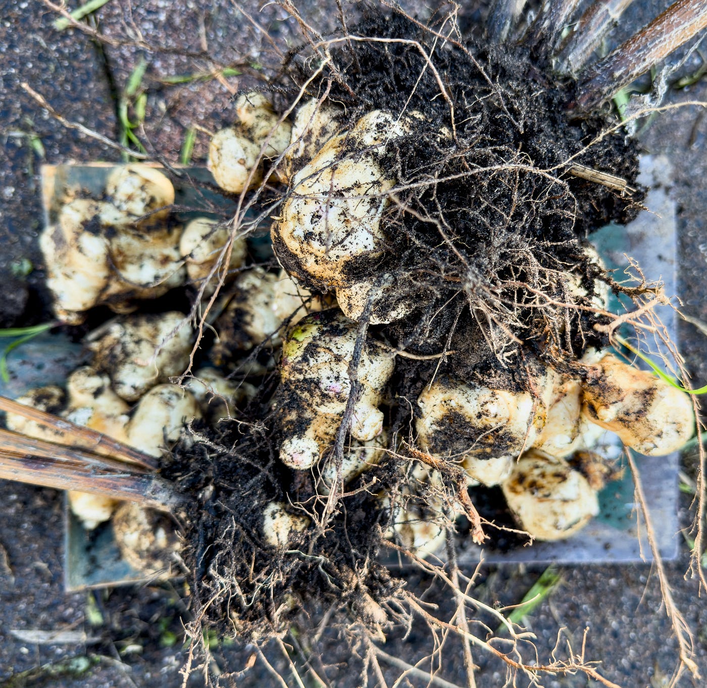 Left: Washed tubers after harvest. Rright: Jerusalem artichoke tubers and fine roots.