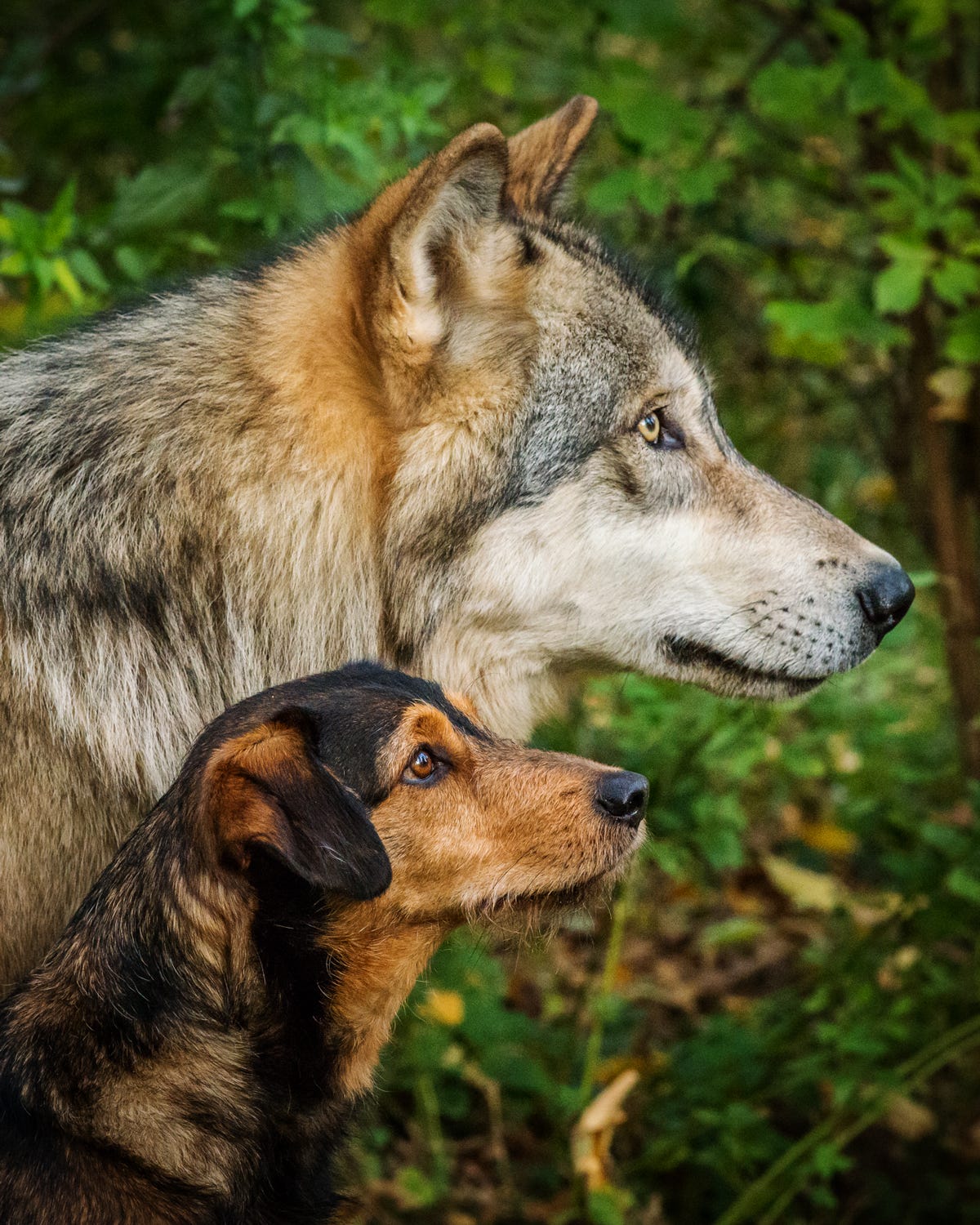 Dogs are (not) stupid wolves!. Are dogs the stupid descendants of… | by  Wesley Danes | Medium