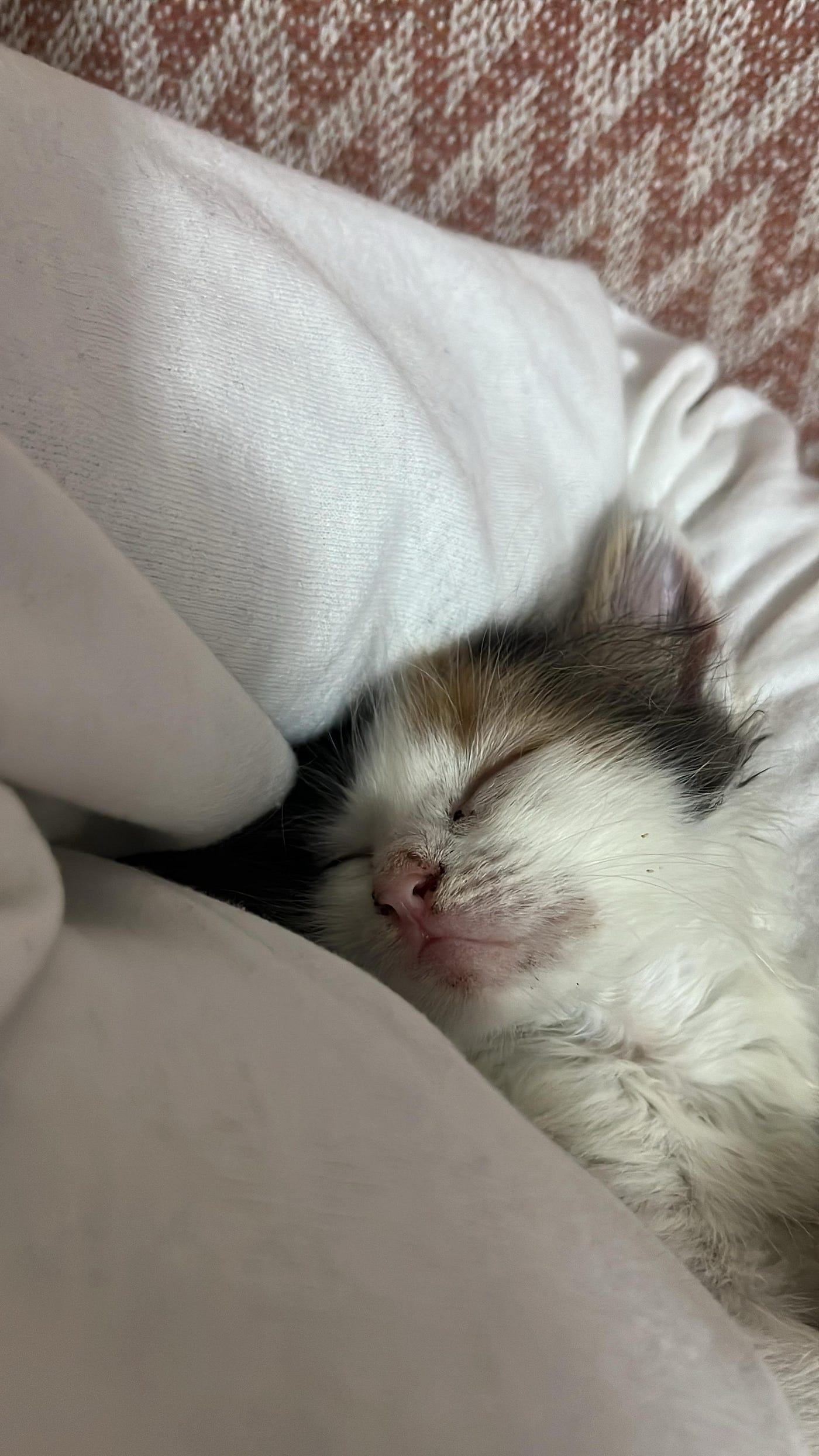 Arkadaşım Bir Kedi Sahiplenmiş