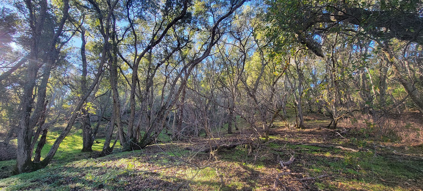Oak woodland near impounded creek, Stage Road