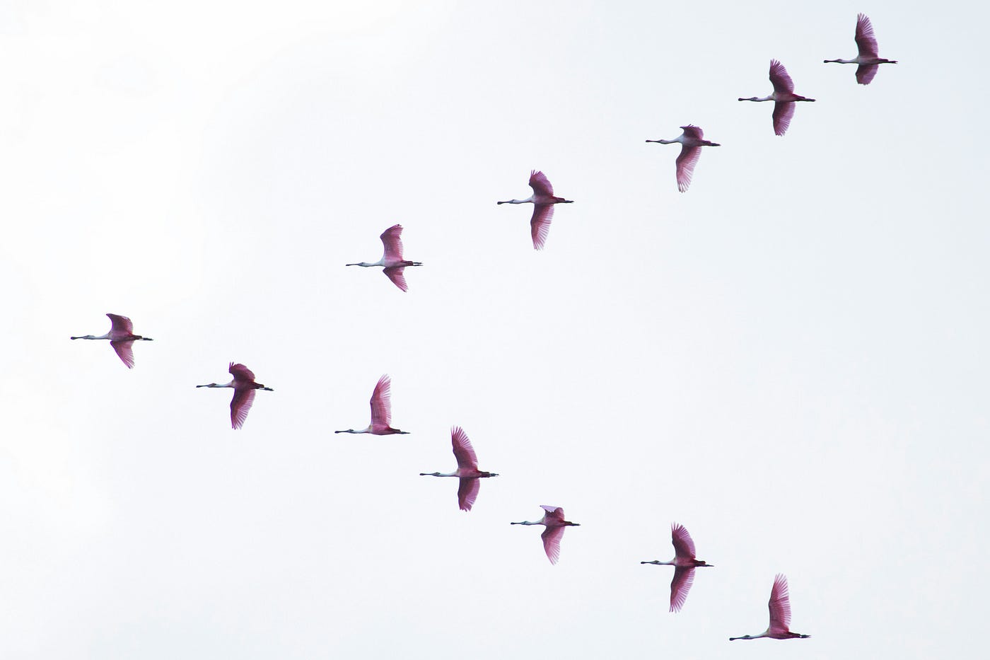 Discover that Migration is More than Just Traveling
