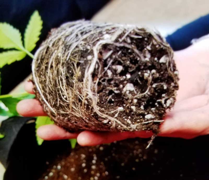 A Beginners Guide to Growing Cannabis Part 2: Transplanting | by  SEOcannabis | Medium
