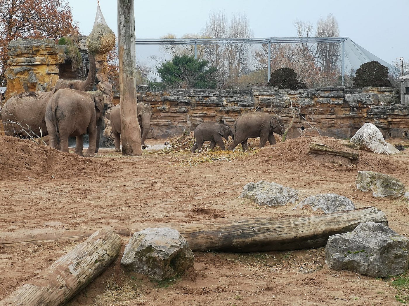 #236: The Real Elephants