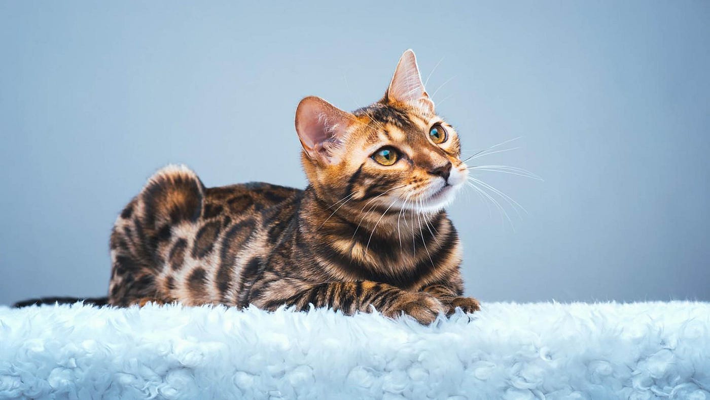 Bengal Cat Mixed Breed