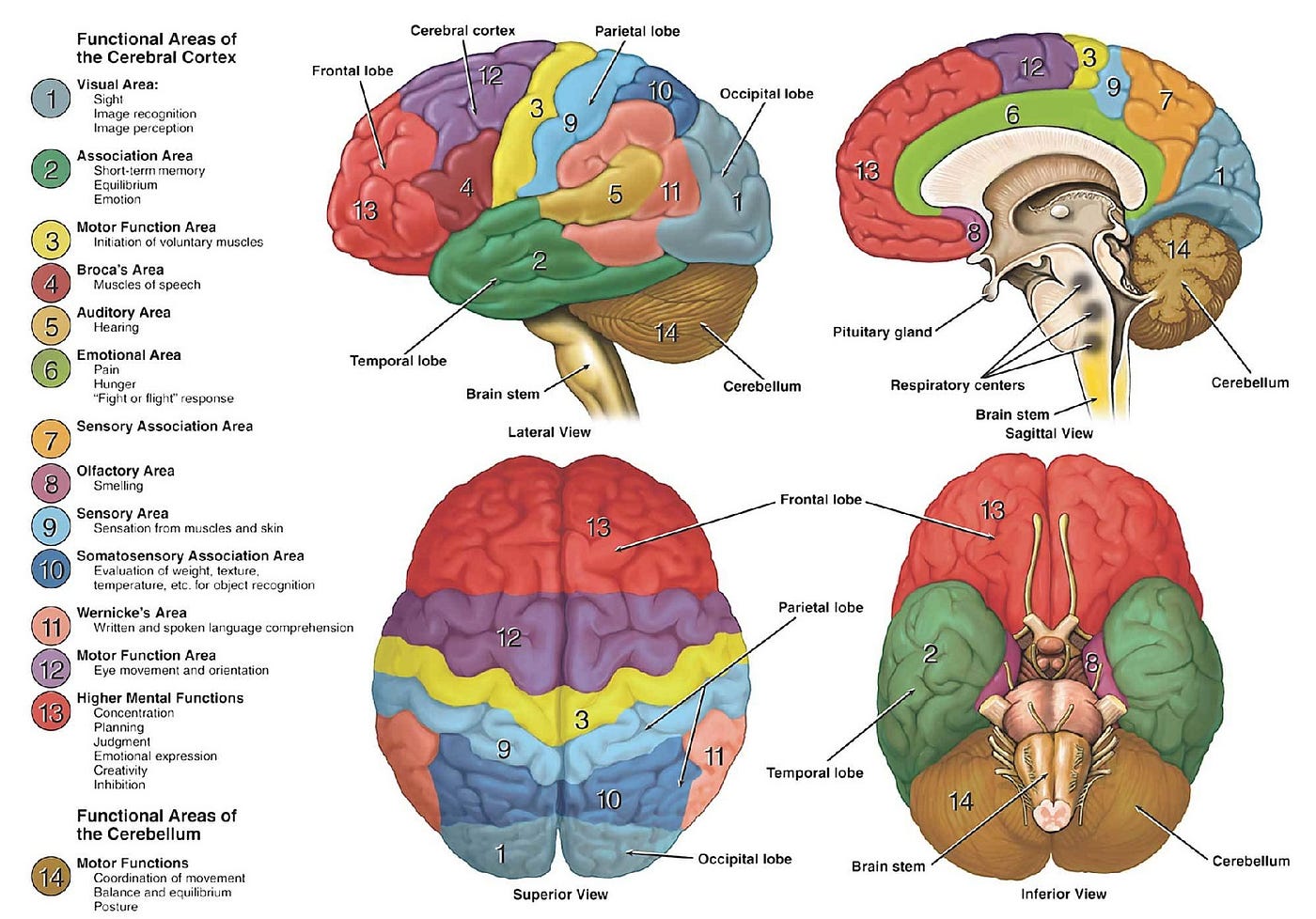 Out-of-body experiences reveal brain area tied to our sense of