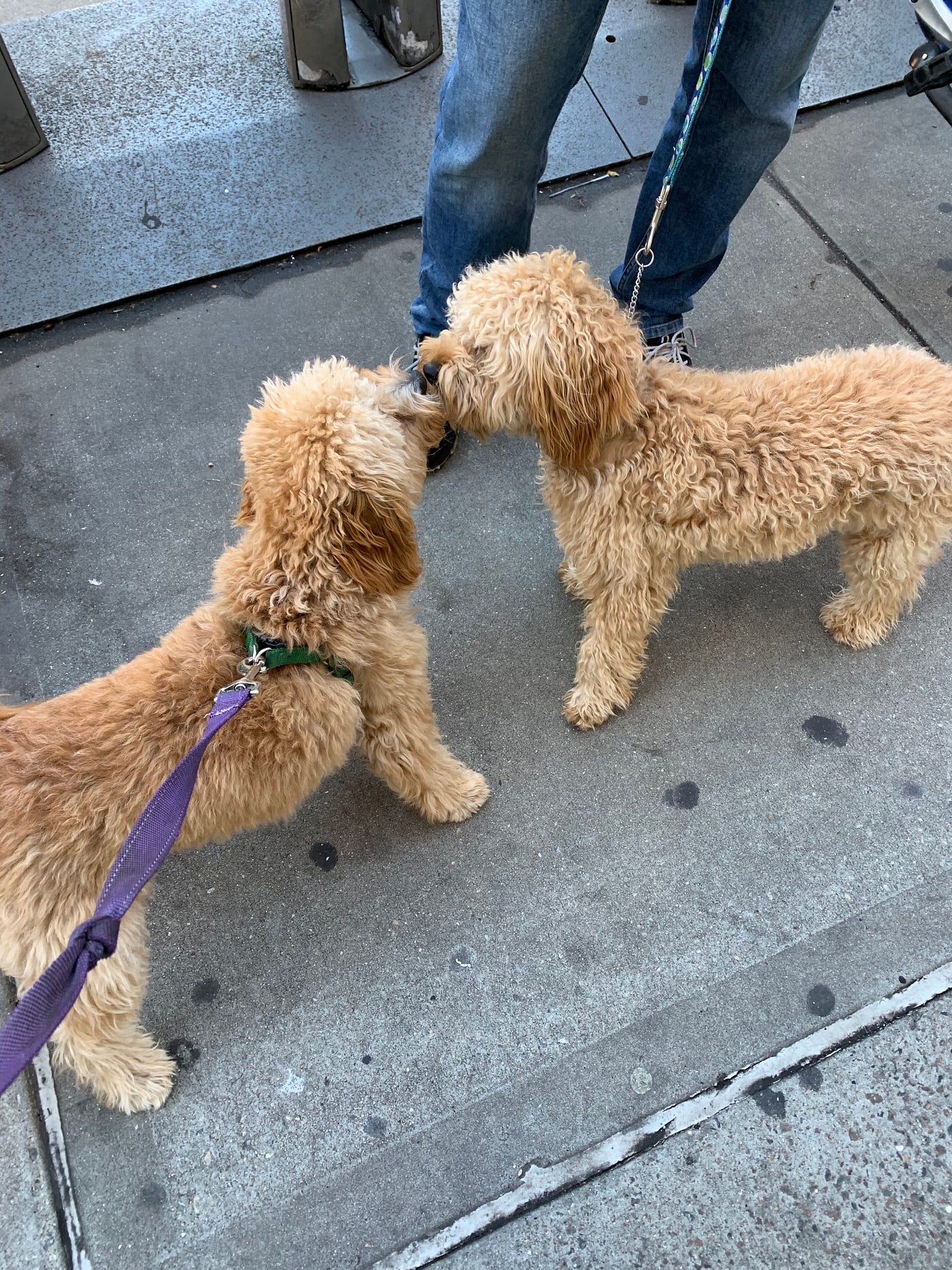 My Puppy Meets His Brother 