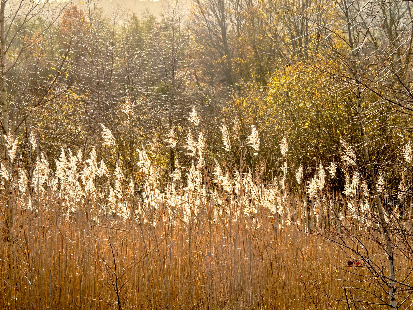 Flowering reeds and spiderwebs on a dewy winter morning (Photo by Author)