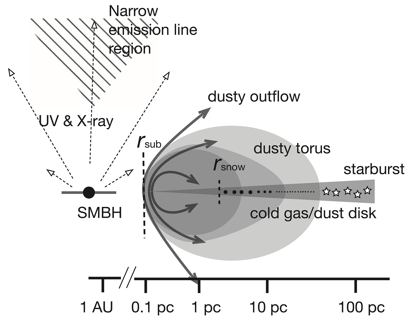 Il cerchio nero con la didascalia SMBH indica la posizione del buco nero supermassiccio. Dalla regione centrale del disco di accrescimento emana un’altissima luminosità, emessa per lo più nelle bande dell’ultravioletto e dei raggi X. Rsub è il raggio di sublimazione delle polveri, Rsnow la linea della neve. La formazione planetaria può avvenire nella regione del toro di polveri che si estende dalla linea della neve fino a circa 10 pc (parsec) di distanza dal buco nero [Keiichi Wada et al 2019 ApJ 886 107]