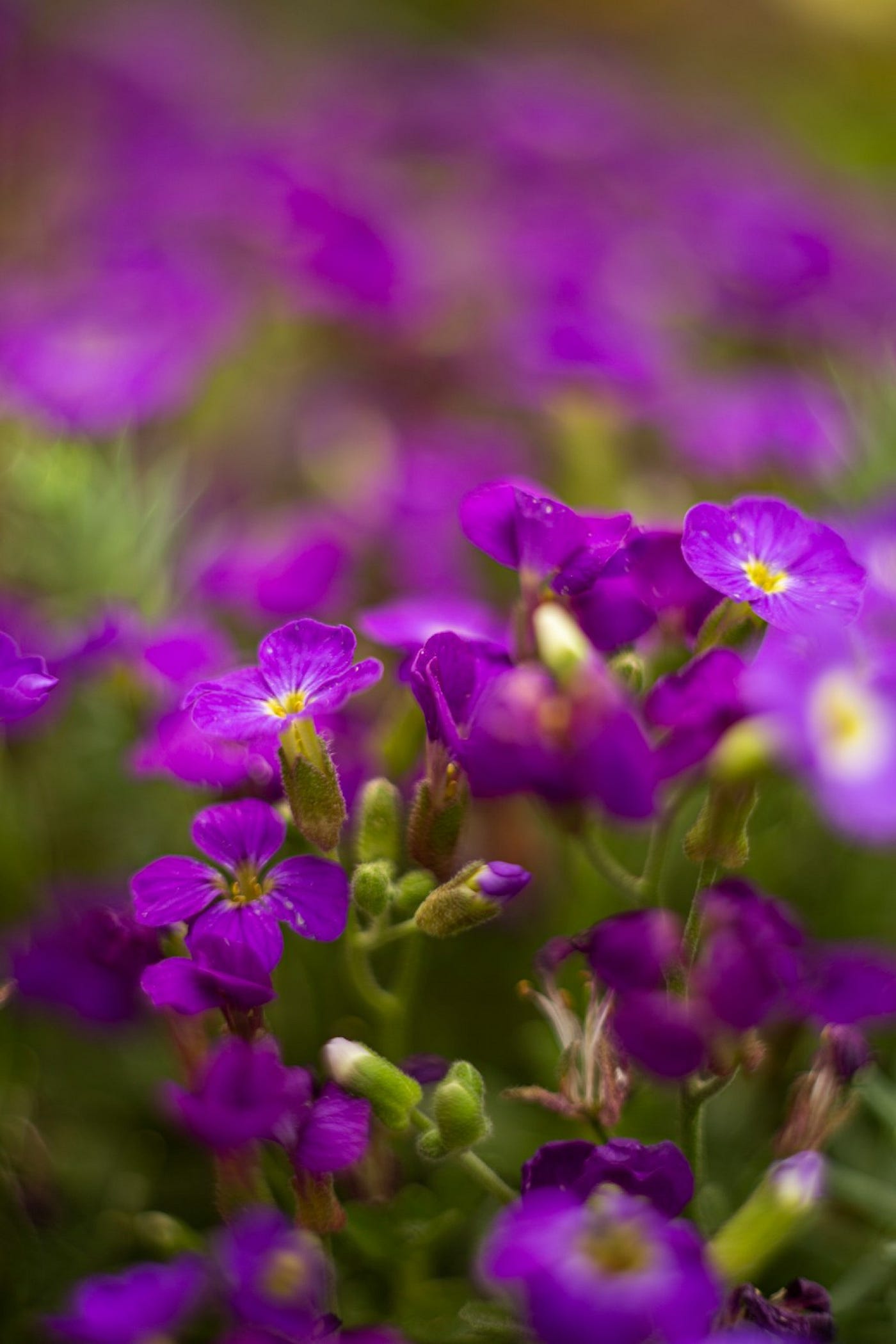 The Color Purple by Alice Walker