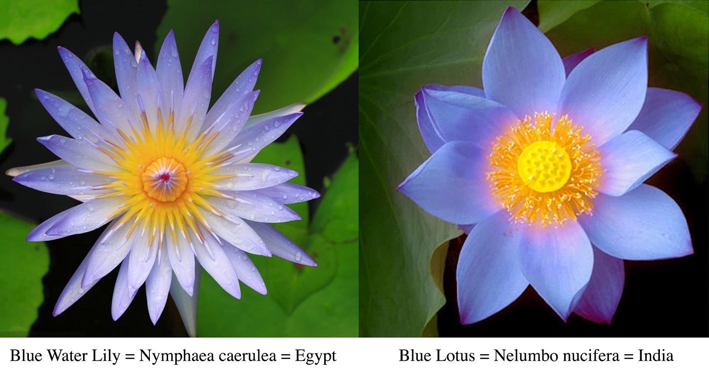 The Egyptian Blue Water Lily (Nymphaea caerulea), by Oliver Krentzman