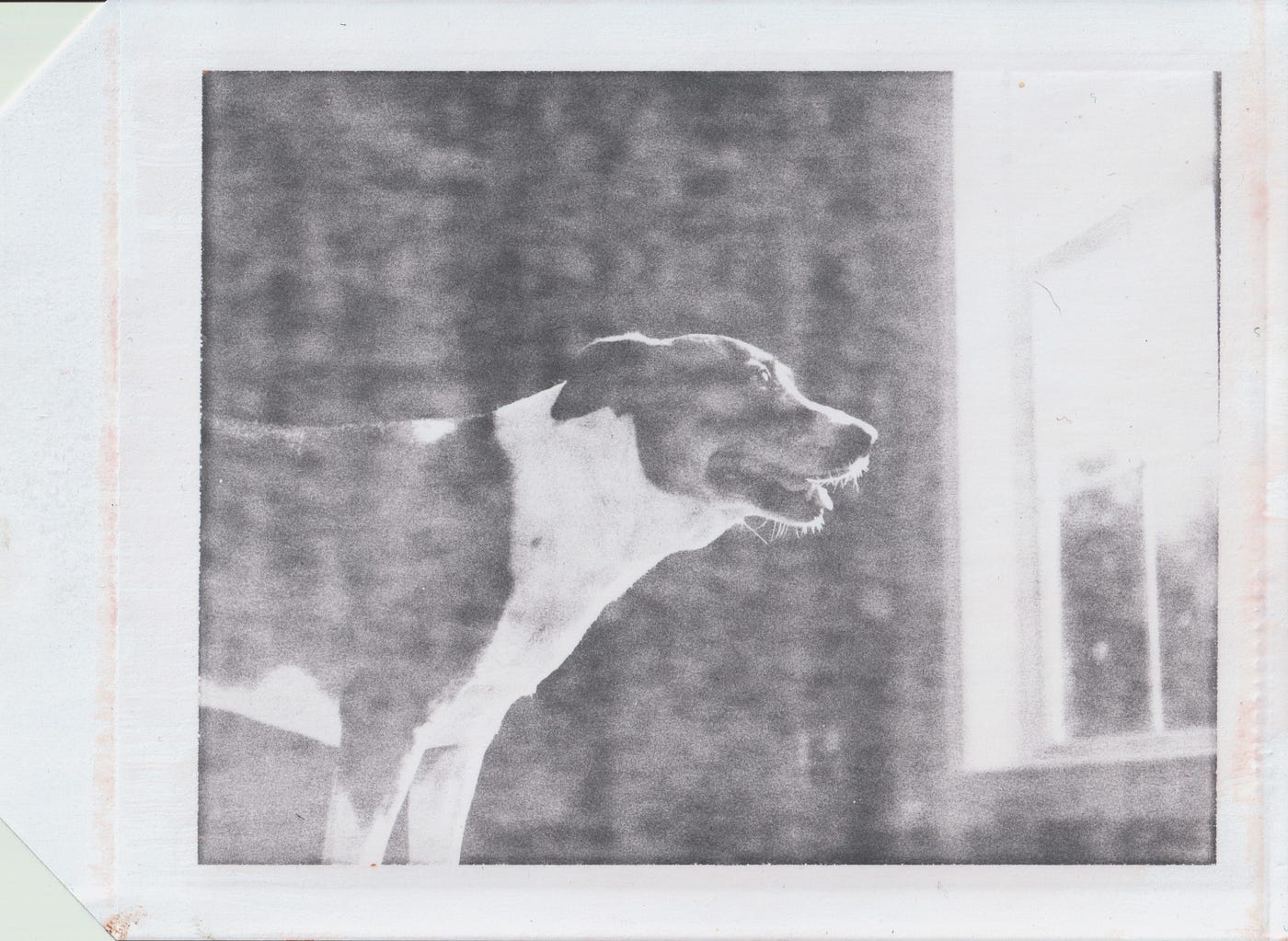 The Death of the 4x5 Polaroid (and a picture of my dog Leia) | by  Adam_Welch_Photographist | Medium