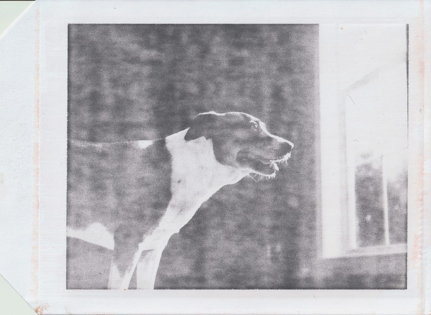 polaroid type 52 film