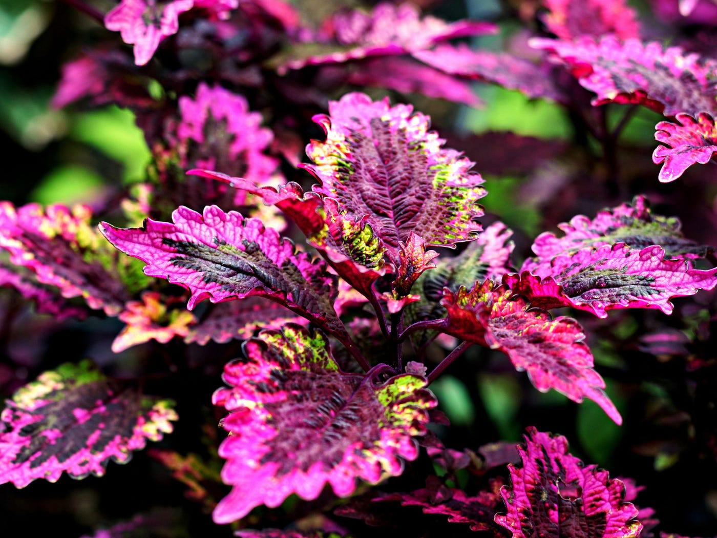 Créer un jardin à la maison avec les graines de Black Pink Coleus