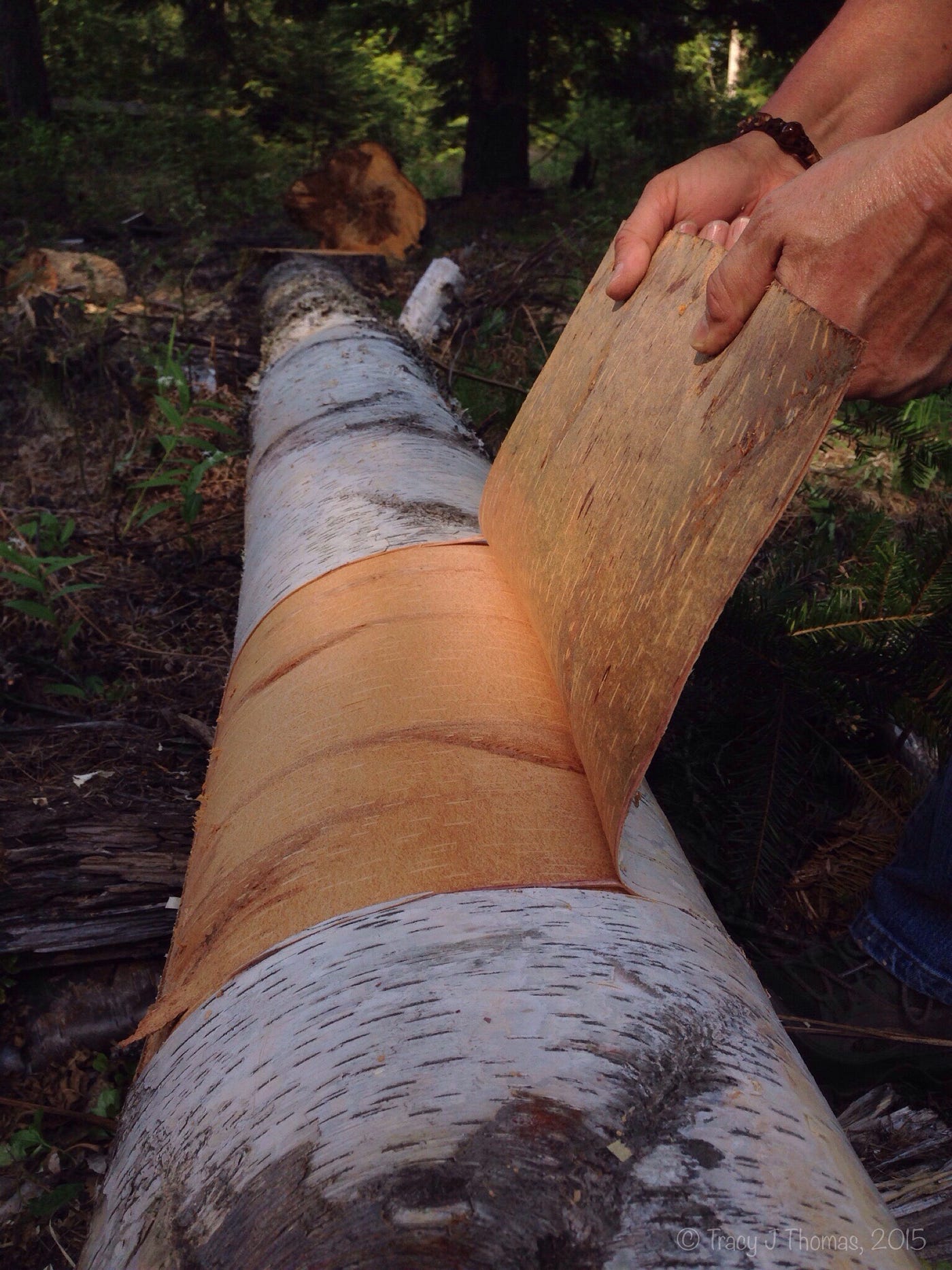 Birch Bark: The gifts of a fallen tree, by Tracy J Thomas