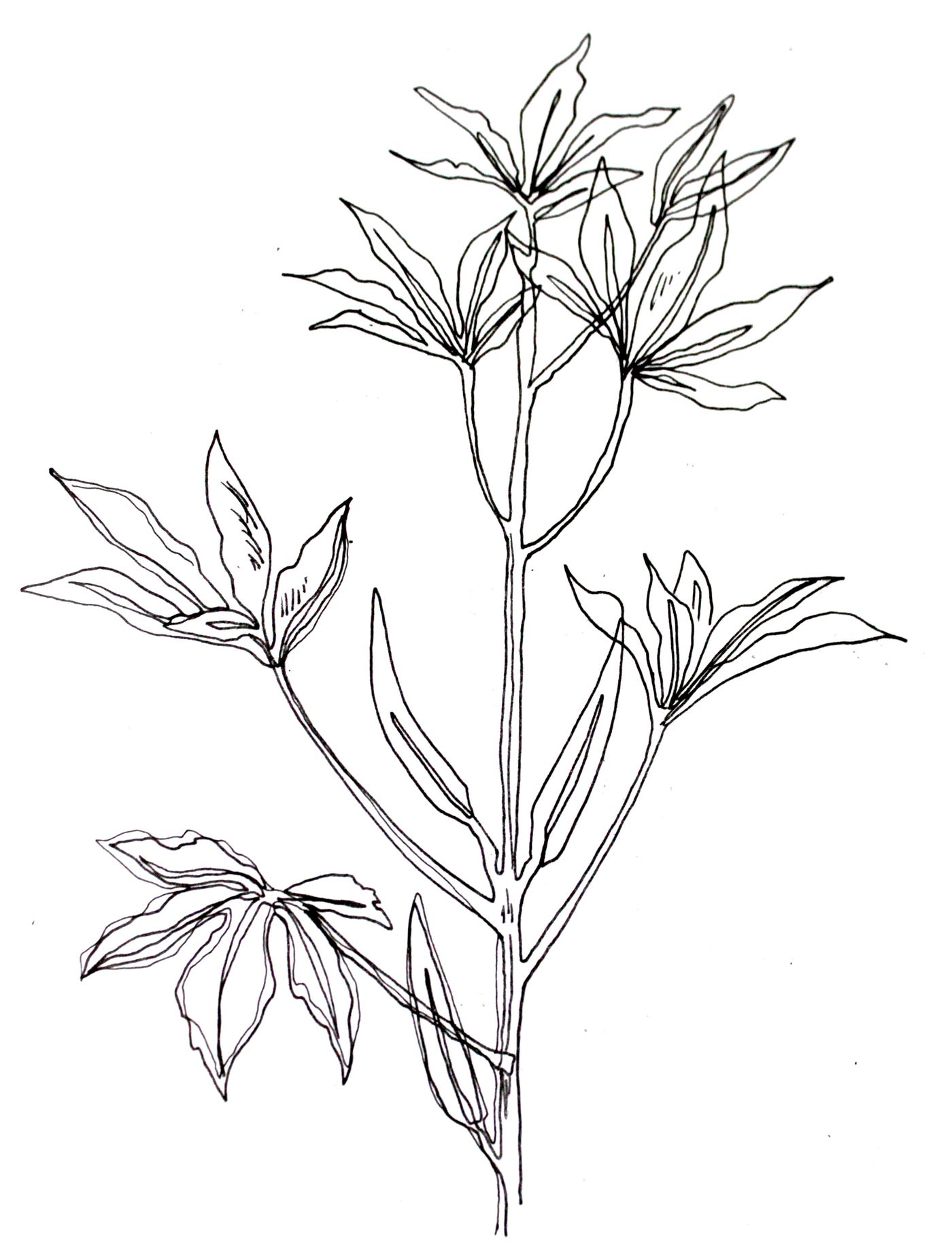 okra plant drawing