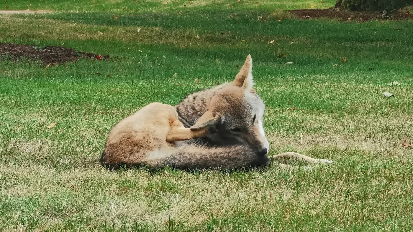 What a cherished campus coyote’s death tells us about his life