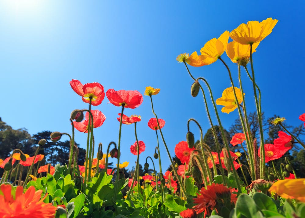 Are anemones poisonous store to dogs