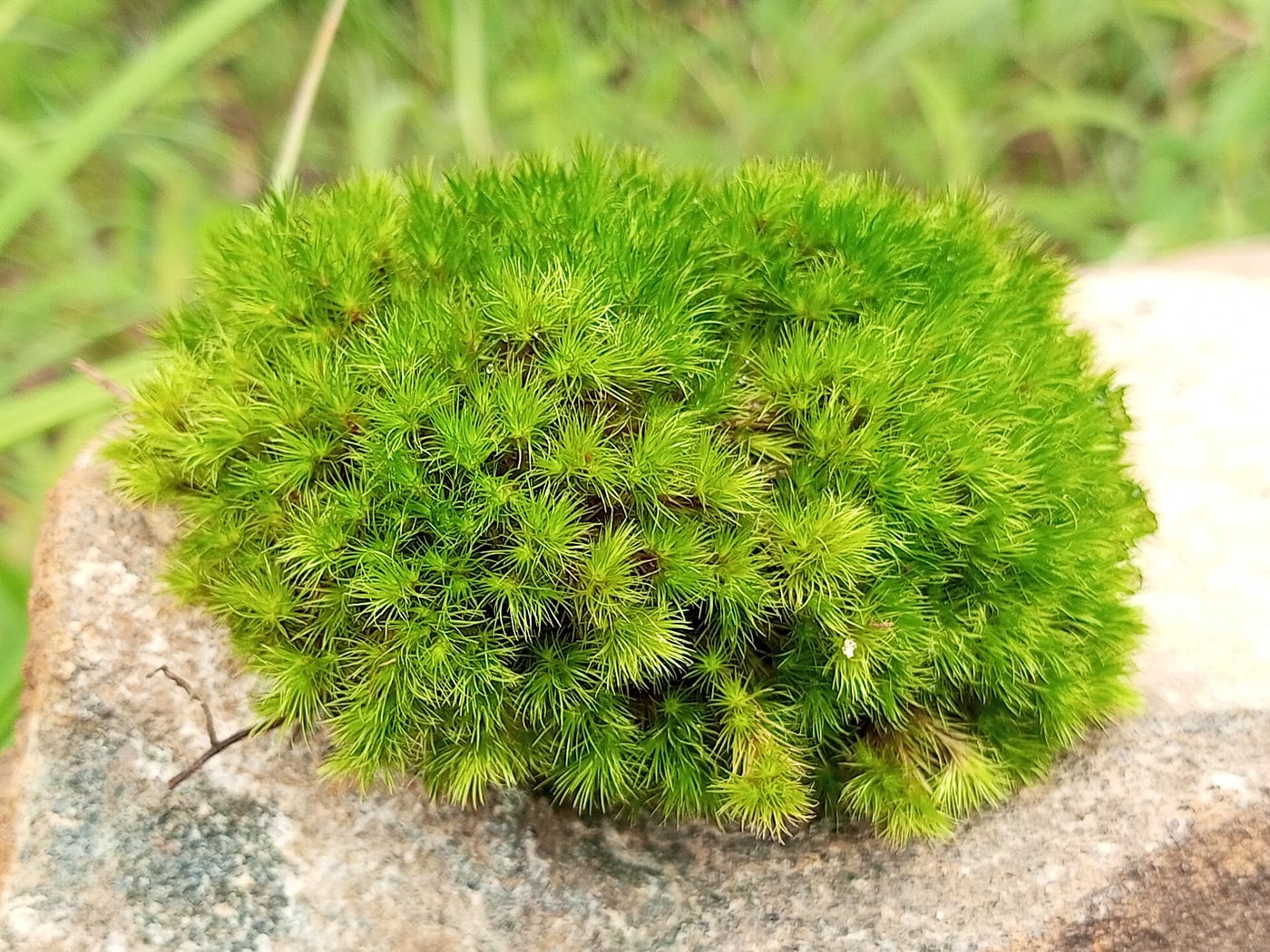 Moss Survives 9 Months in the Vacuum of Space