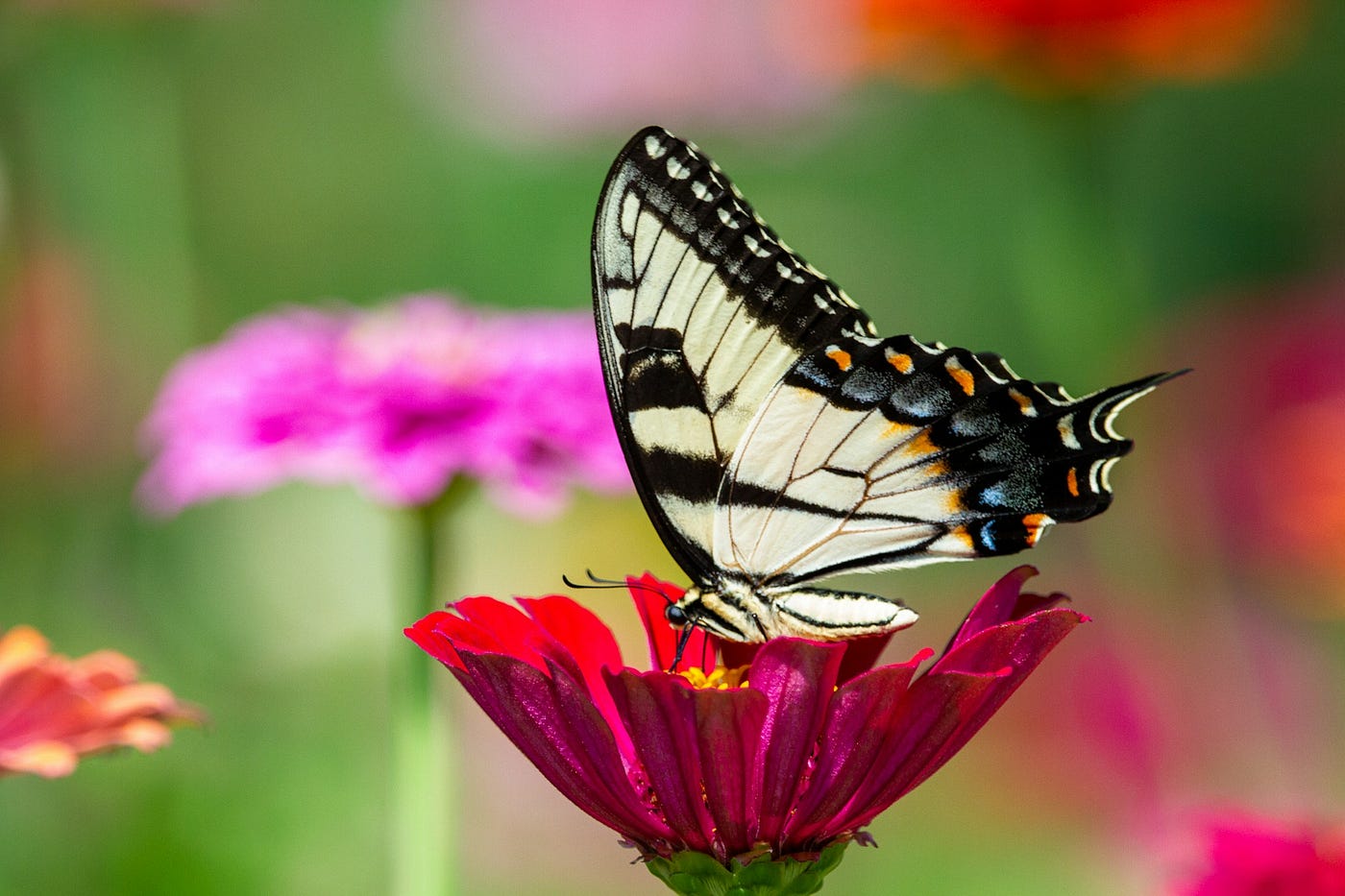 Sipping nectar on my own terms: The freedom of the butterfly stage. (Photo by Joshua J. Cotten on Unsplash)