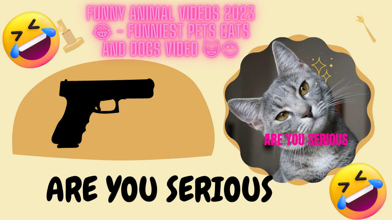 Funny Cat Videos of 2023 