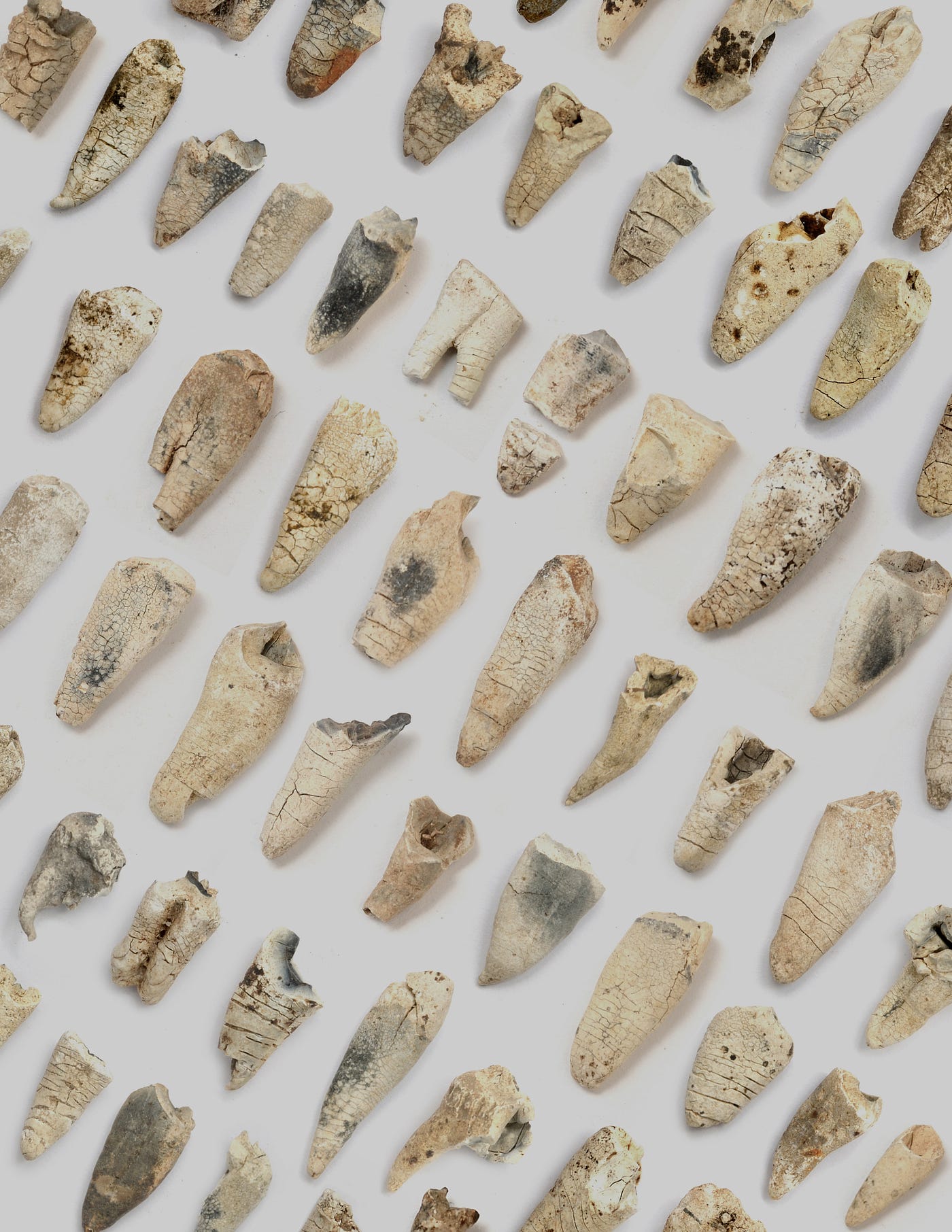 Various cremated teeth from Poland used in the study. Credit: A. Hałuszko
