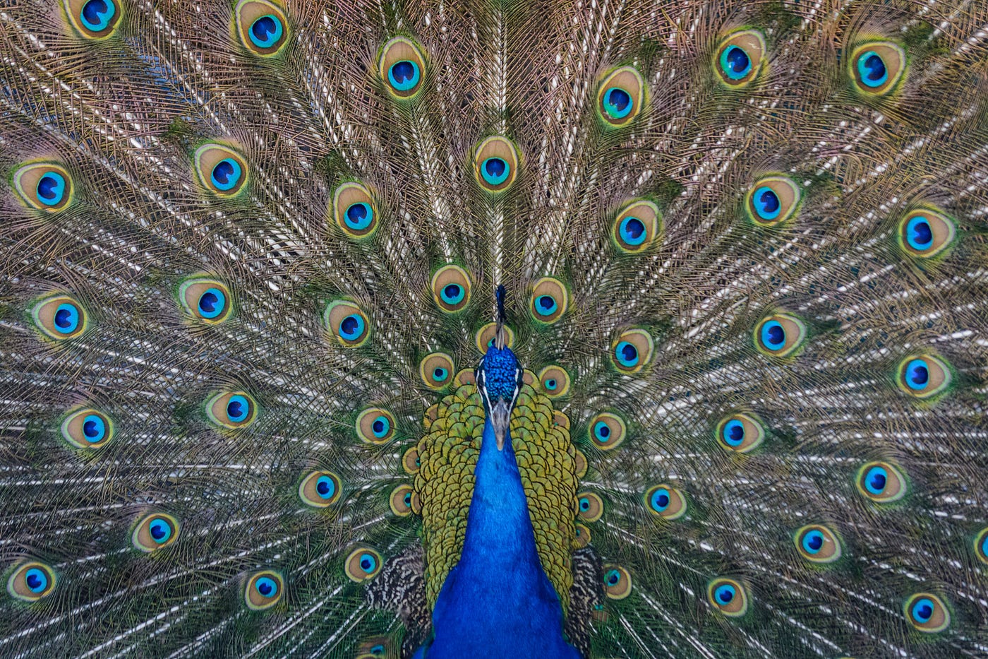 Change the pattern, change your life | by Todd Reed | Medium
