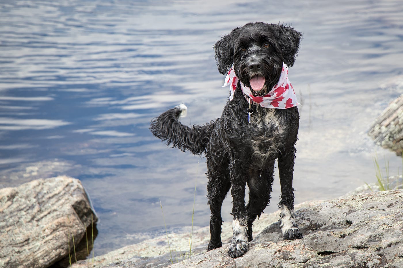 1400px x 933px - Portuguese Water Dog Spotlight. The origin of Portuguese Water Dogsâ€¦ | by  The Dog Journal | Medium
