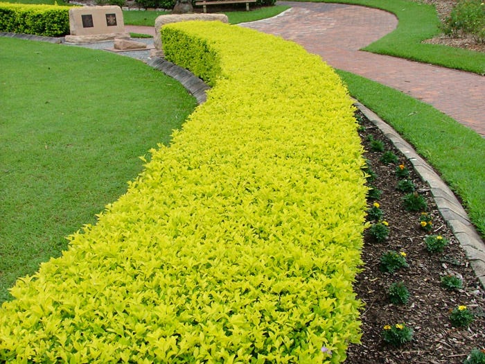 Top 10 plants to make Fence around your Garden | by Arvind pawar | Medium
