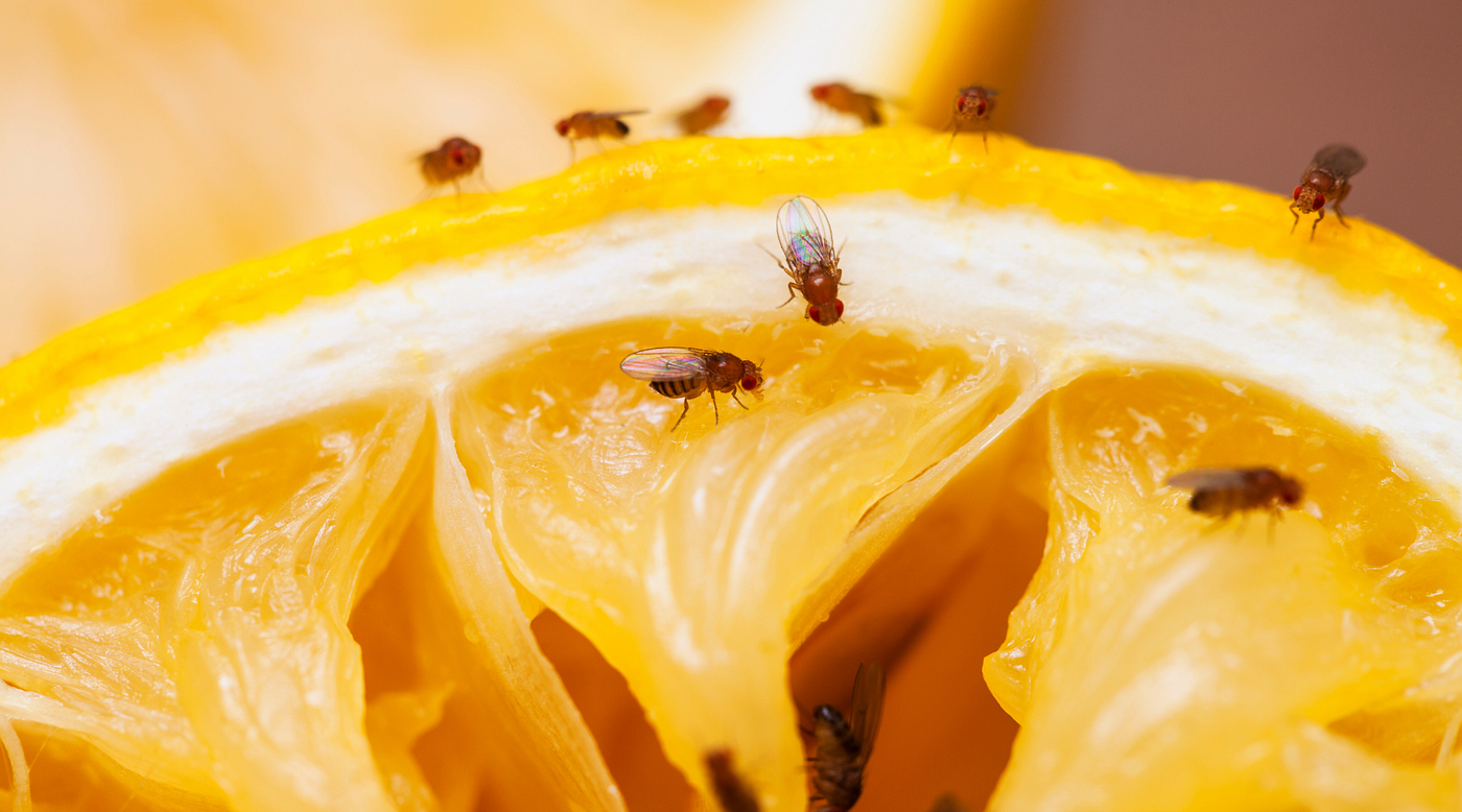 The Science of Scent: How Fruit Flies and Gnats Find Your Food (And How to Outsmart Them)