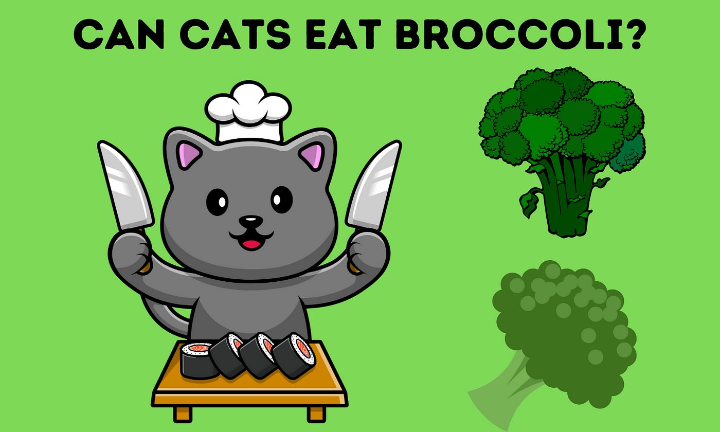 Do cats eat clearance broccoli