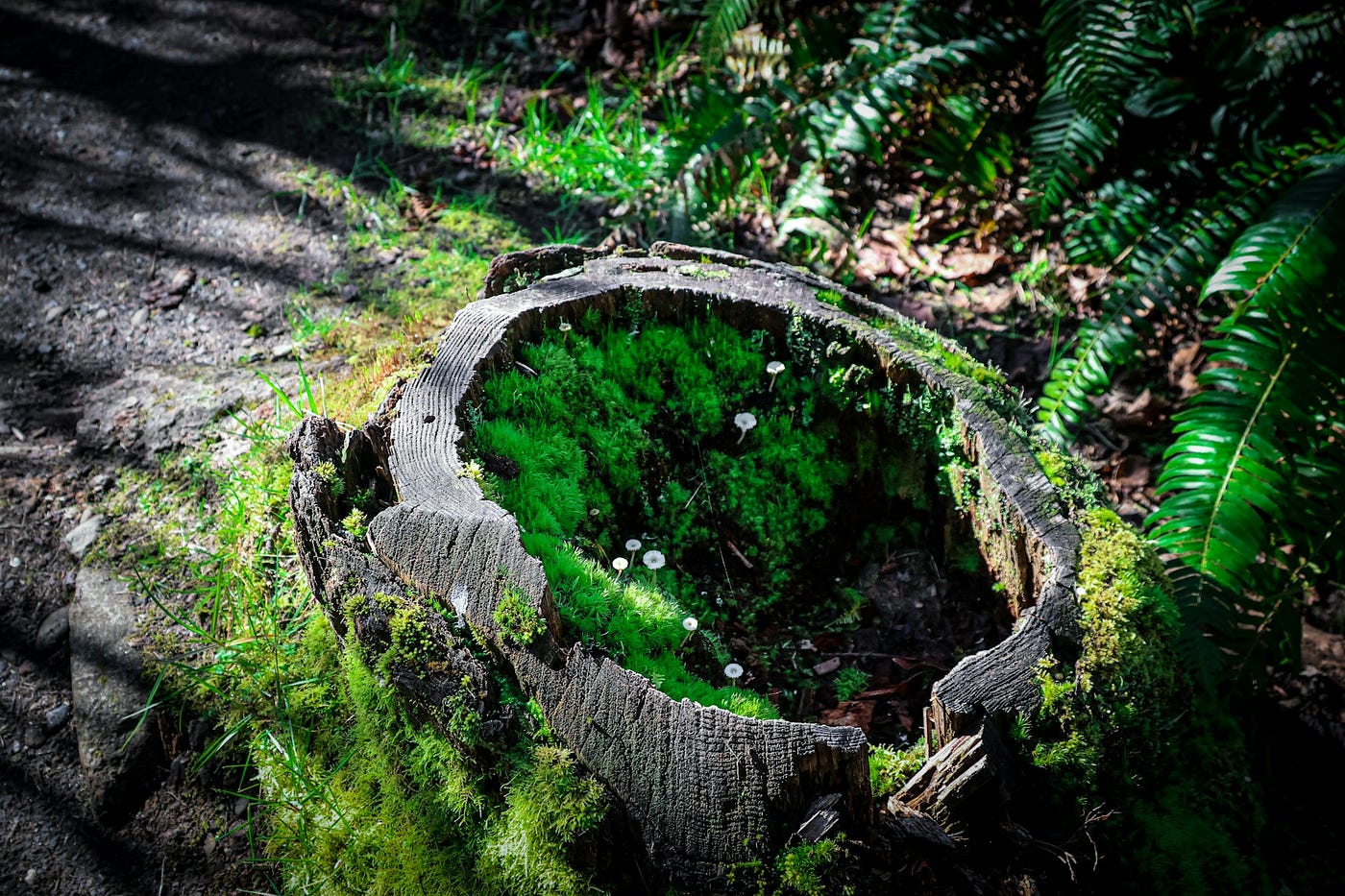 What a Hidden Forest Network Taught Me About Thriving Communities