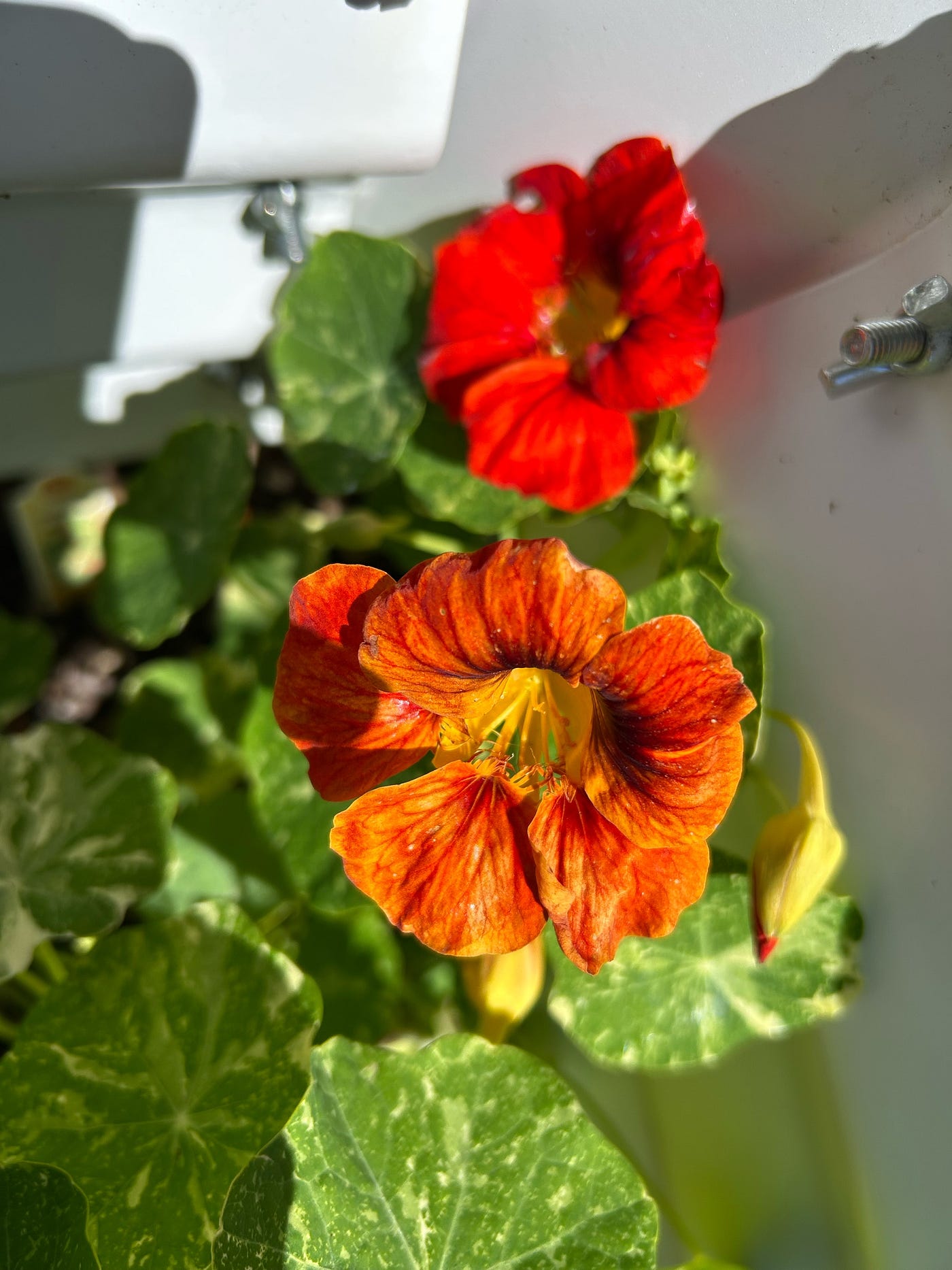 nasturtium flowers, author’s photo