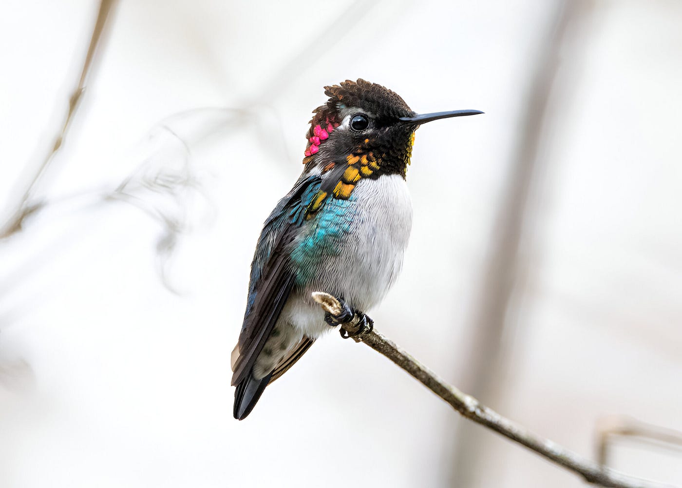 The Bee Hummingbird holds the distinguished title of the smallest living bird on the planet. Image Credit: iNaturalist.
