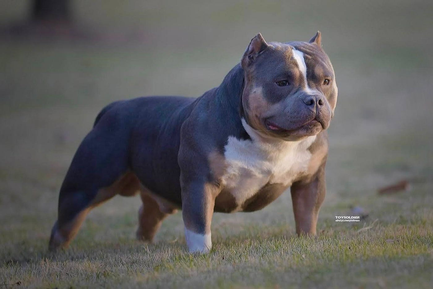 The American Bully - Complete Guide & Facts - Animal Corner