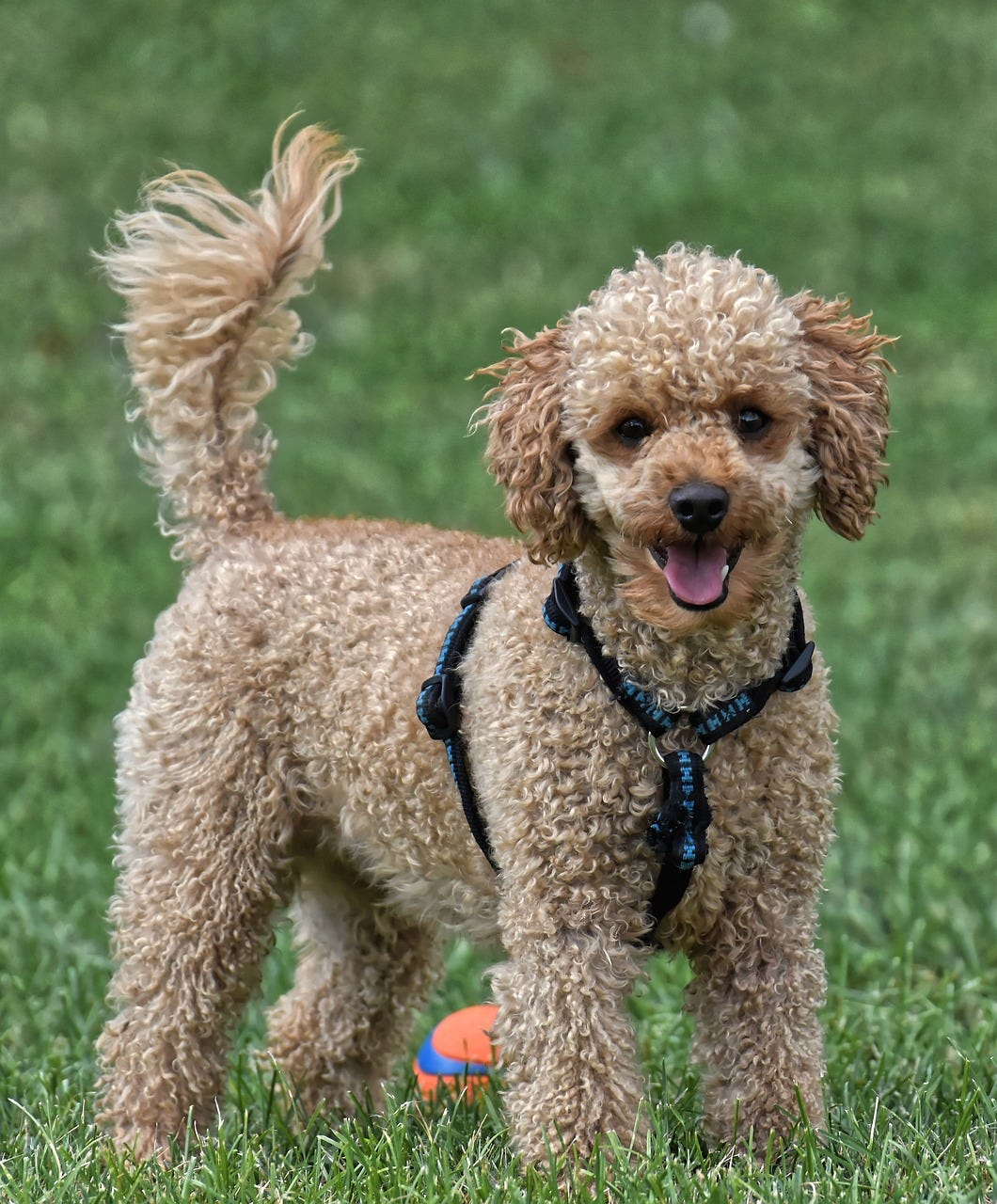 Can Poodles Be Left Alone? Essential Tips for Happy Pets