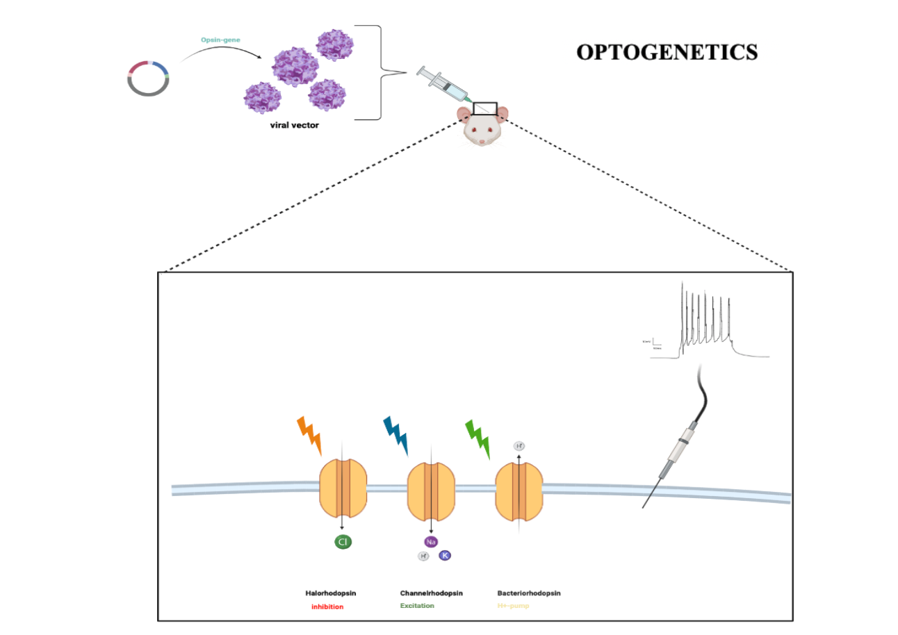 Electrical recording during optogenetic inhibition of