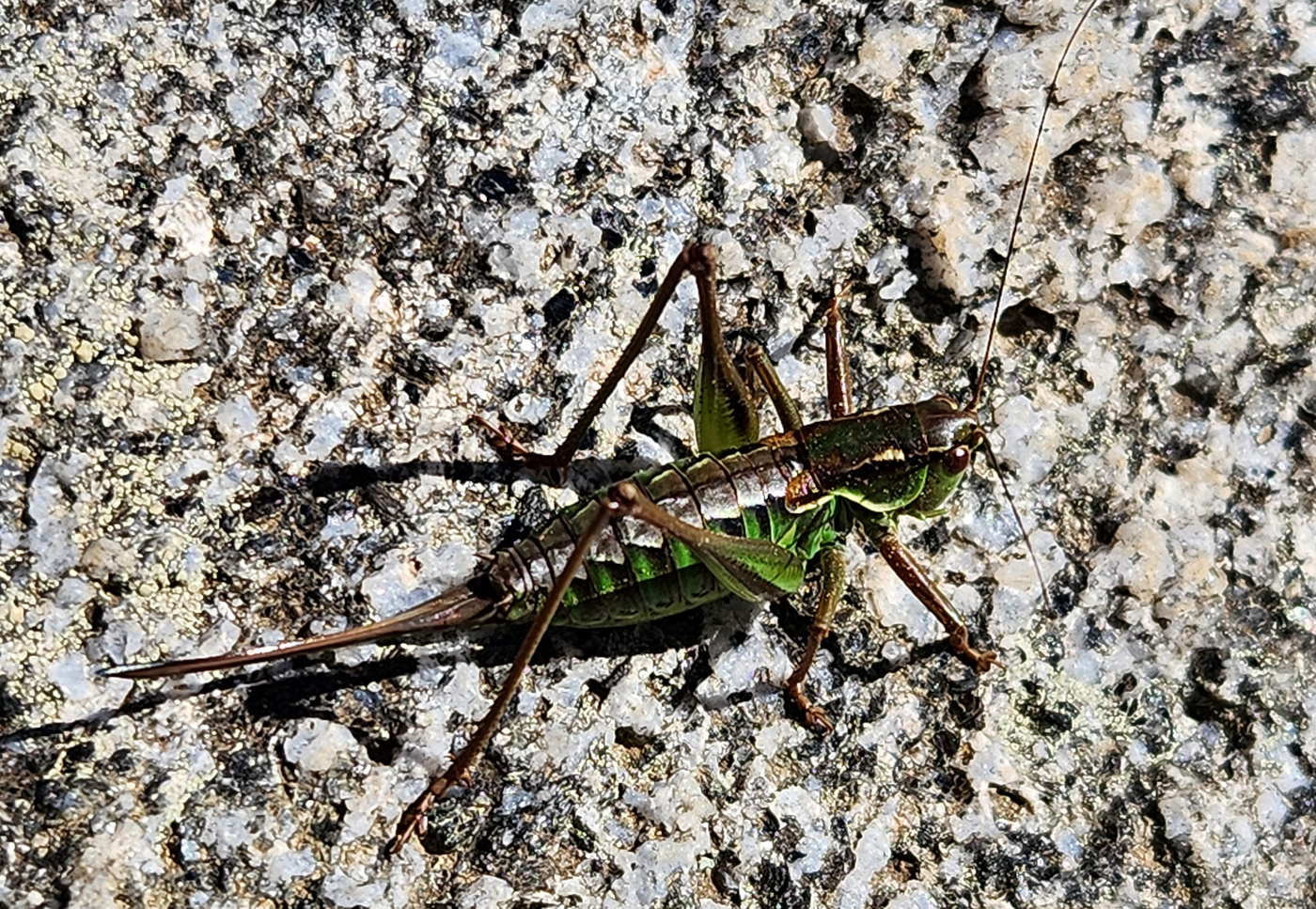Montane Green Shield Back Katydid