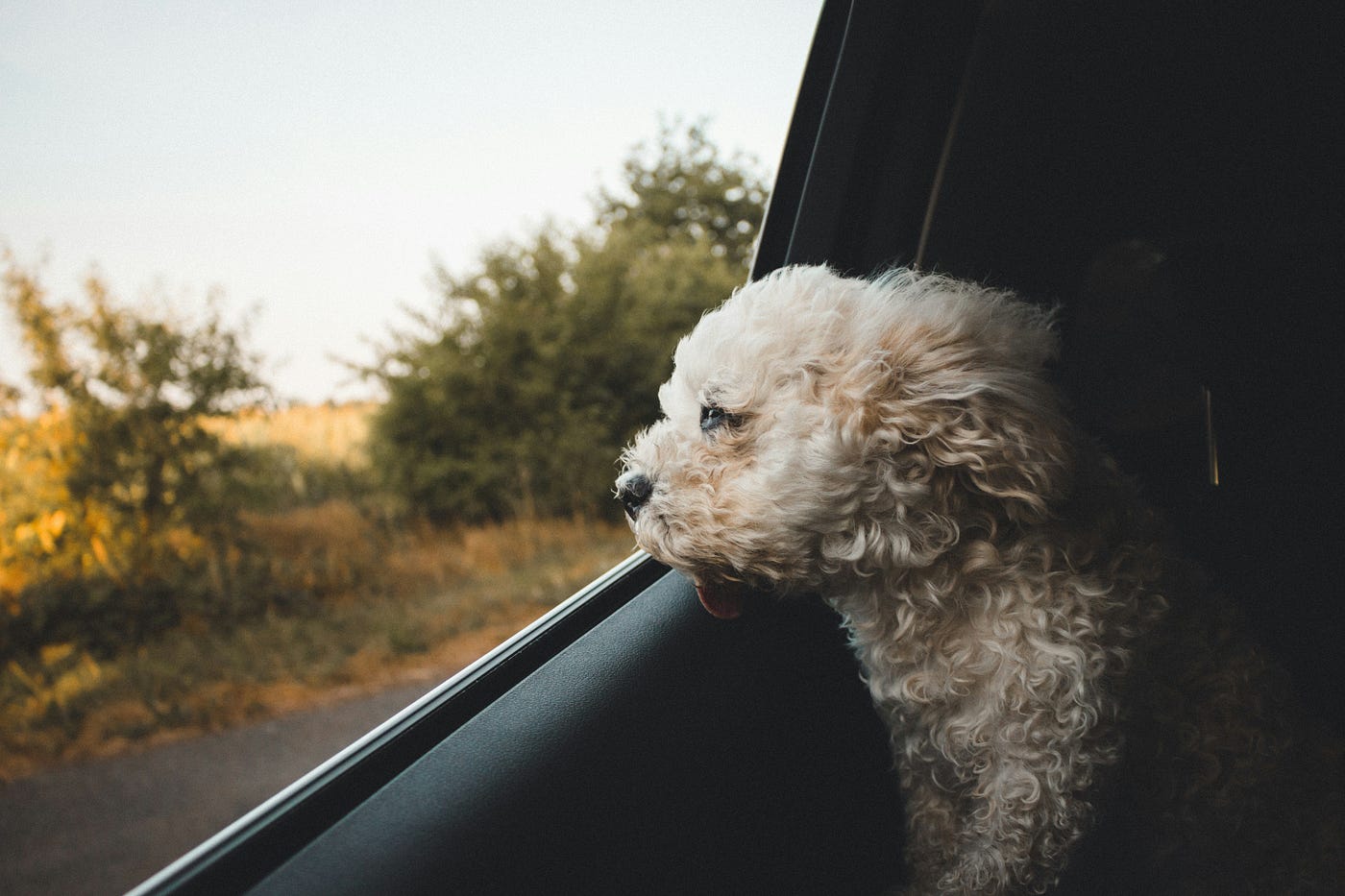 Best Way to Travel With Dogs: Ultimate Tips for Stress-Free Trips