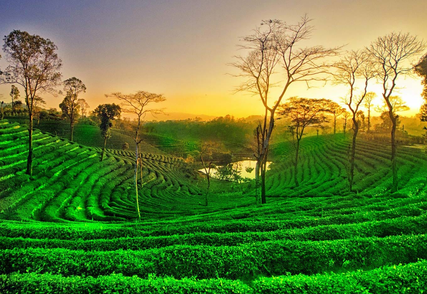 Tea Gardens of Assam creates Beautiful Scenes | by Subhisharma | Medium