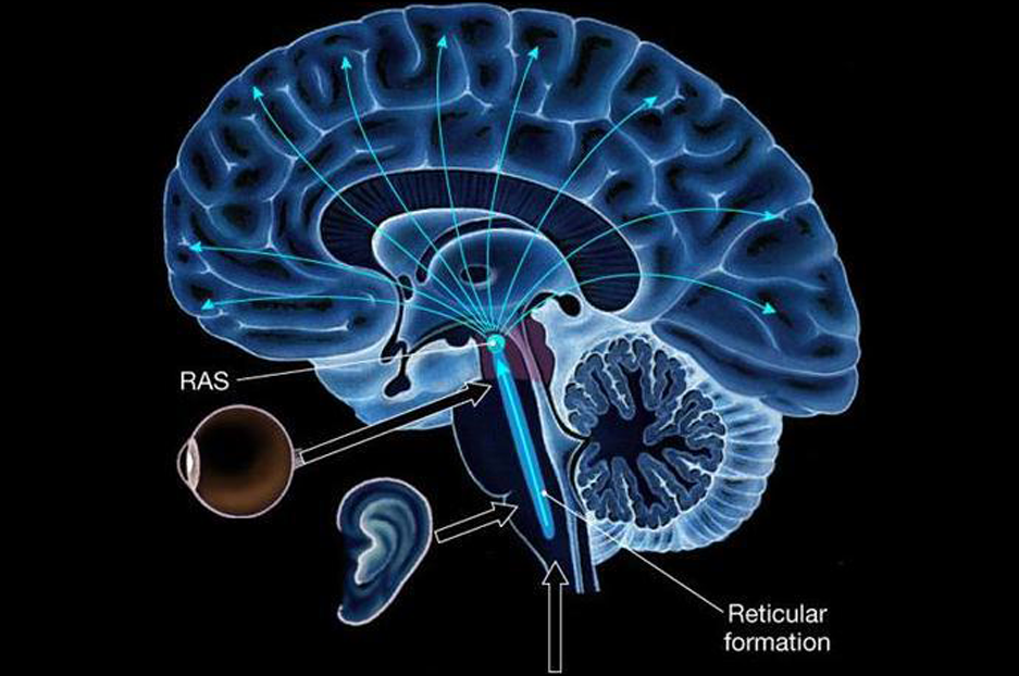 Parts Of The Brain Reticular Formation