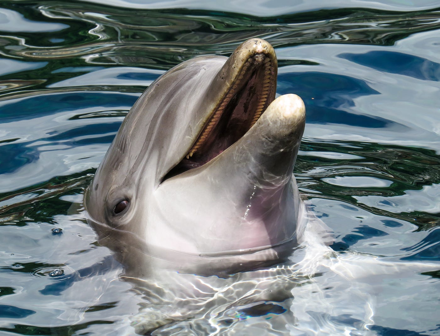 A dolphin's disappearance — and the neuroscience behind crying | by Mary  Oppenheim | Medium