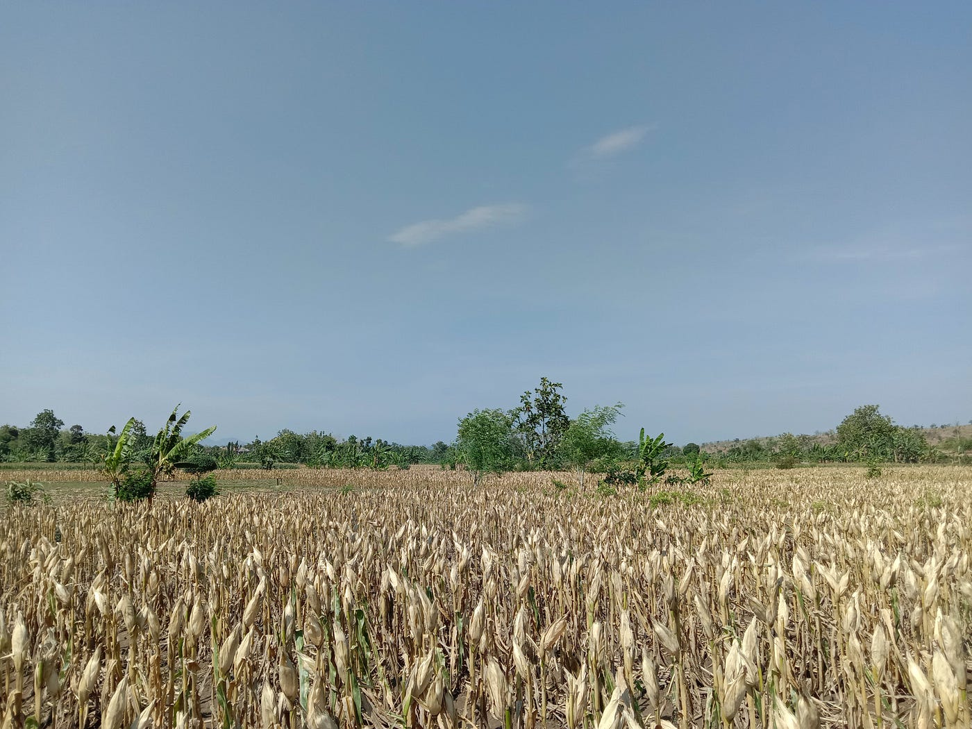 Mudik Sekaligus Explore Sawah Eyang